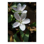 Close Up Spring Beauties Card