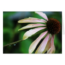 Close Up Summer Coneflower Cards