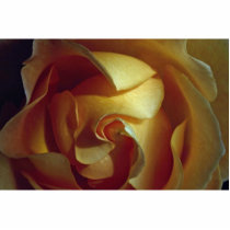 Close-up view of soft yellow rose photo cut outs