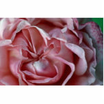 Closed Flower Photo Cut Outs