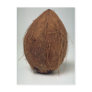 Closer view of Coconut shell Post Cards