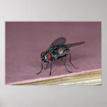 Closer view of house fly insect print