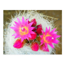CloseUp Cacti Bloom Postcards