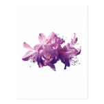 Closeup of Light Magenta Azaleas Post Cards