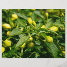 Closeup of peppers flyers