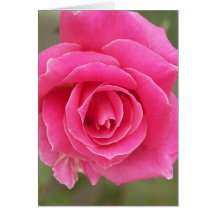 Closeup of pink rose greeting card