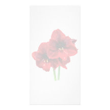 Closeup of Red Amaryllis Photo Card
