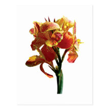 Closeup of Spotted Orange Canna Post Cards