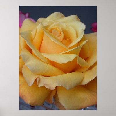 Closeup of Yellow Rose Poster by donnythed