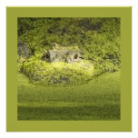 Closeup Photograph of a Gator in Duckweed Announcements