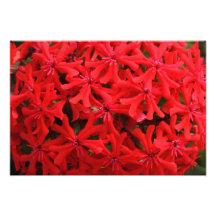 Closeup Red Flowers Photo Art