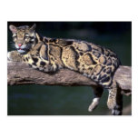 Clouded Leopard on log Post Cards