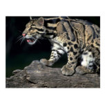 Clouded leopard on log post cards