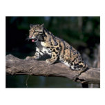 Clouded leopard on log postcard