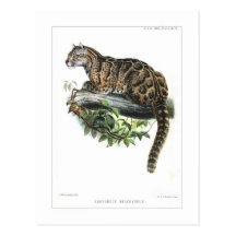 Clouded leopard post card