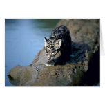 Clouded Leopard-small cub on log in river Greeting Cards