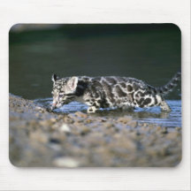 Clouded Leopard-small cub walking through water Mousepads