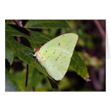 Cloudless Sulphur 02/13 Cards