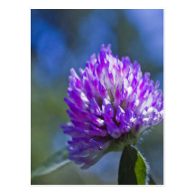 Clover and Blue Sky Postcard