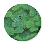 Clover Field photographed Magnets
