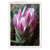 Clover - Rocky untains Card