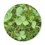 Clovers and Dew Drops Magnet