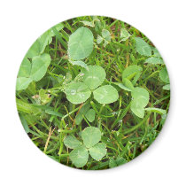 Clovers and Dew Drops Magnet