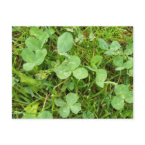 Clovers and Dew Drops Postcard