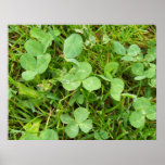Clovers and Dewdrops Poster posters