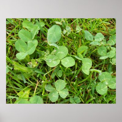 Clovers and Dewdrops Poster by stonedorphotos