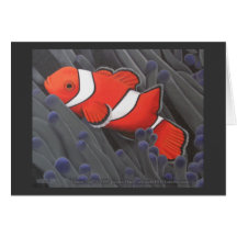 Clown Fish Card