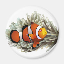 Clown Fish Fridge Magnets