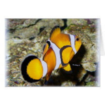 Clown Fish Greeting Cards