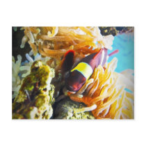 Clown Fish Post Cards