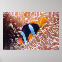 CLOWN FISH POSTERS