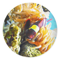 Clown Fish Stickers