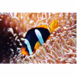 Clown Fish Tropical Fish Photo Cut Out