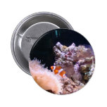 Clownfish Button