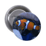 Clownfish Pin