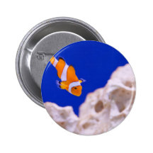 Clownfish Pin