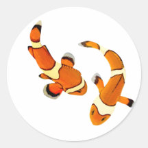 Clownfish se querellant adhésifs