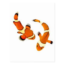 Clownfish se querellant carte postale