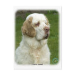 Clumber Spaniel 9Y003D-101 Postcard