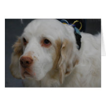 Clumber Spaniel Dog  Greeting Cards