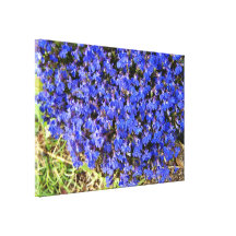 Clump of vivacious Blue Flowers Canvas Prints