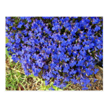 Clump of vivacious Blue Flowers Postcards