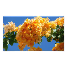 Cluster of Golden Bougainvillea Photo Print