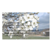 Cluster of Pear Tree flowers blossoming on a sunny Business Card