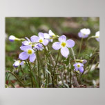 Cluster Of Tiny Bluets Print