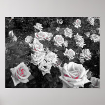 Cluster of White Roses Posters